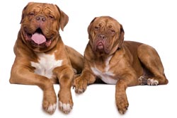 seguro perros