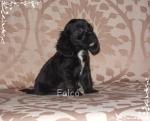 Cocker spaniel