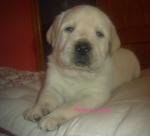 Labrador retriever