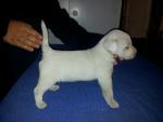 Jack Russell Terrier
