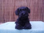Schnauzer miniatura