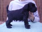 Schnauzer miniatura