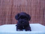 Schnauzer miniatura