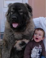 Perro de pastor del Caucaso
