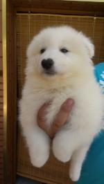 Samoyedo