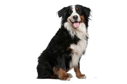 compra tu perro