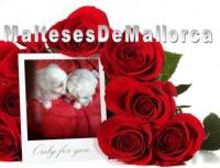 MALTES MALLORCA