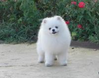 Aizens Pomeranias