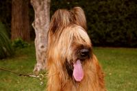 ELITE BRIARD