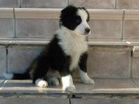 Criador Reino del Alba de Border Collie
