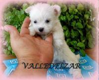 valledelzar