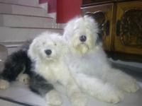 bobtail RIUDHEAN