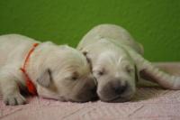 SendaChiara Golden Retriever