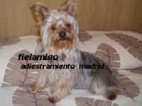 Fielamigo Adiestramiento