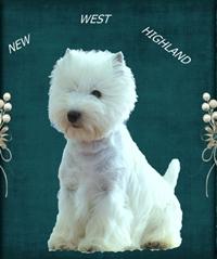 New West Highland