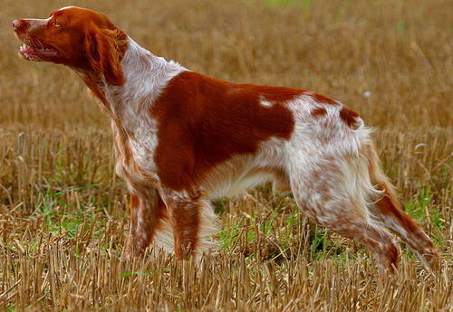 Spaniel Breton