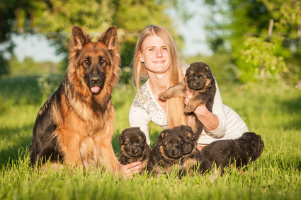 criadores de perros