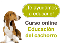 Curso online de Educación del cachorro de Royal Canin