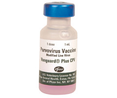 parovirus canina