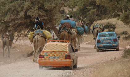 cachorros de perros colabora con rally a mauritania