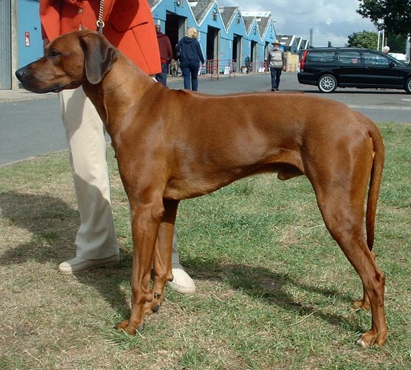 PRUEBAS DE TRABAJO DE CAZA PRÁCTICA PARA PERROS DE MUESTRA EN TOLEDO