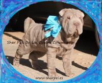 shar peis de las cuatro columnas