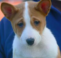 basenji