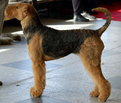 airedale terrier