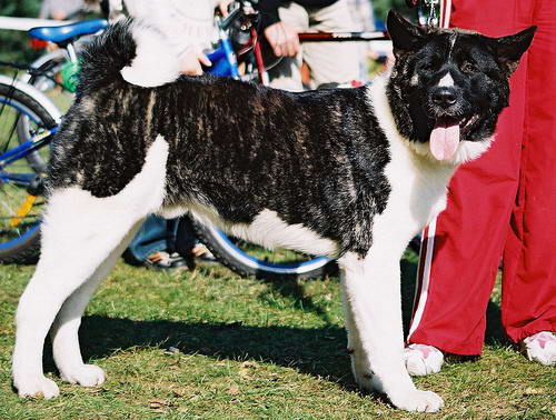 Akita Americano