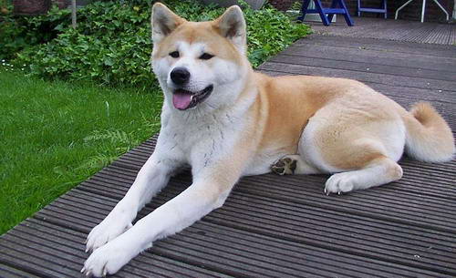 akita