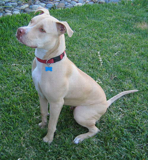 American Pit Bull Terrier