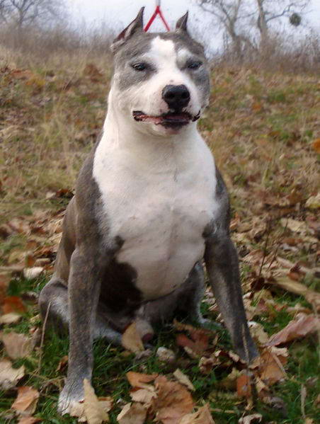 american staffordshire terrier