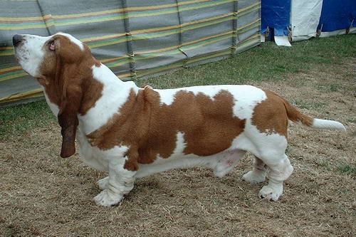 basset hound