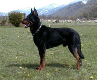 beauceron