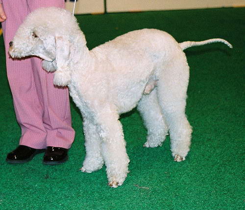 bedlington terrier