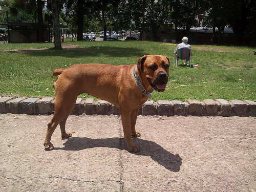 boerboel