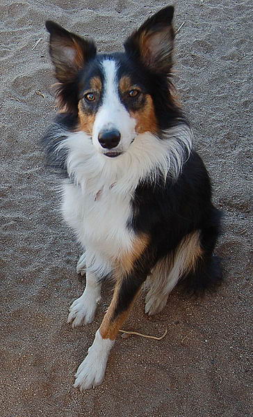 border collie