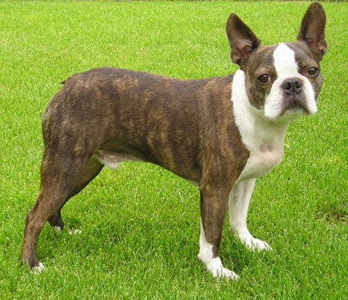 boston terrier