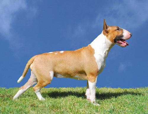 bull terrier