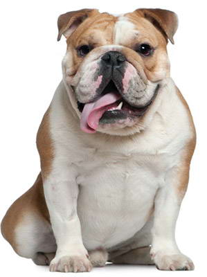 bulldog ingles