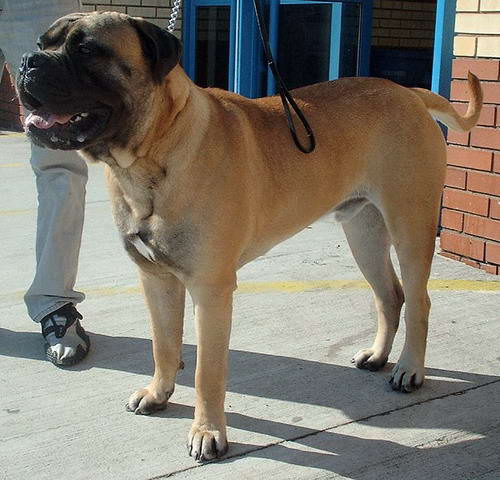 bullmastiff