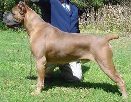 cane corso