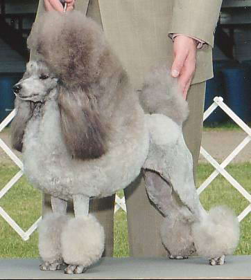 caniche gigante