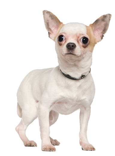 Chihuahua