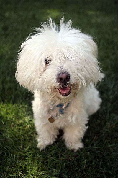 coton de tulear