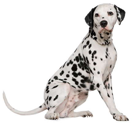 dalmata