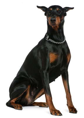 dobermann