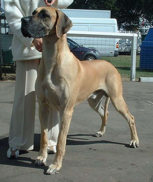 dogo aleman