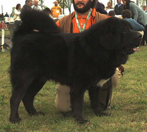 dogo del tibet