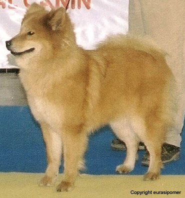 eurasier